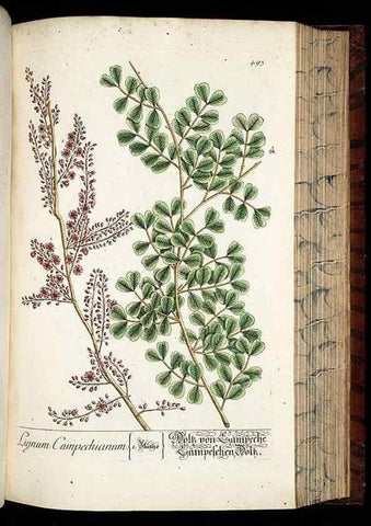 Reproducción/Reproduction 8430059294: Herbarium Blackwellianum emendatum et auctum, id est, Elisabethae Blackwell collectio stirpium. Norimbergae : Typis Io. Iosephi Fleischmanni, 1750-1773.