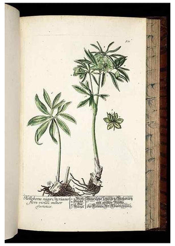 Reproducción/Reproduction 8428975321: Herbarium Blackwellianum emendatum et auctum, id est, Elisabethae Blackwell collectio stirpium. Norimbergae : Typis Io. Iosephi Fleischmanni, 1750-1773.