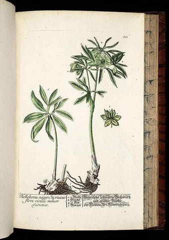 Reproducción/Reproduction 8428975321: Herbarium Blackwellianum emendatum et auctum, id est, Elisabethae Blackwell collectio stirpium. Norimbergae : Typis Io. Iosephi Fleischmanni, 1750-1773.