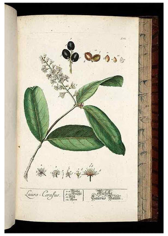 Reproducción/Reproduction 8430063788: Herbarium Blackwellianum emendatum et auctum, id est, Elisabethae Blackwell collectio stirpium. Norimbergae : Typis Io. Iosephi Fleischmanni, 1750-1773.