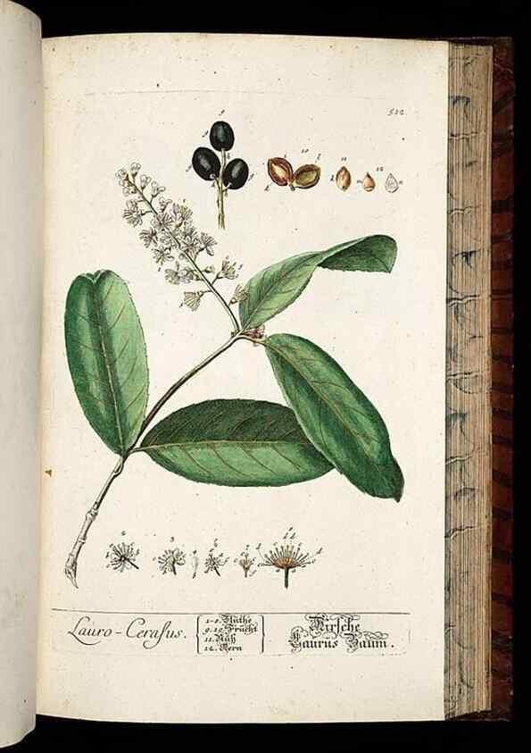 Reproducción/Reproduction 8430063788: Herbarium Blackwellianum emendatum et auctum, id est, Elisabethae Blackwell collectio stirpium. Norimbergae : Typis Io. Iosephi Fleischmanni, 1750-1773.