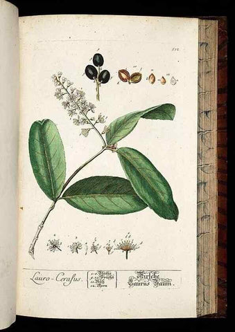 Reproducción/Reproduction 8430063788: Herbarium Blackwellianum emendatum et auctum, id est, Elisabethae Blackwell collectio stirpium. Norimbergae : Typis Io. Iosephi Fleischmanni, 1750-1773.