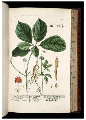 Reproducción/Reproduction 8428975781: Herbarium Blackwellianum emendatum et auctum, id est, Elisabethae Blackwell collectio stirpium. Norimbergae : Typis Io. Iosephi Fleischmanni, 1750-1773.