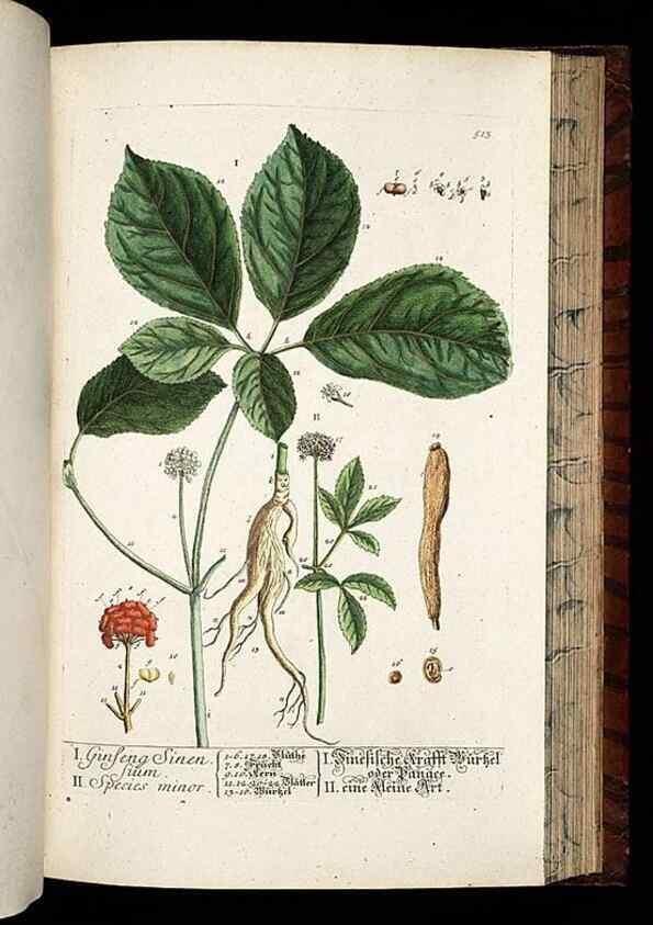 Reproducción/Reproduction 8428975781: Herbarium Blackwellianum emendatum et auctum, id est, Elisabethae Blackwell collectio stirpium. Norimbergae : Typis Io. Iosephi Fleischmanni, 1750-1773.