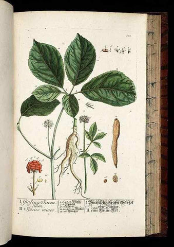 Reproducción/Reproduction 8428975781: Herbarium Blackwellianum emendatum et auctum, id est, Elisabethae Blackwell collectio stirpium. Norimbergae : Typis Io. Iosephi Fleischmanni, 1750-1773.