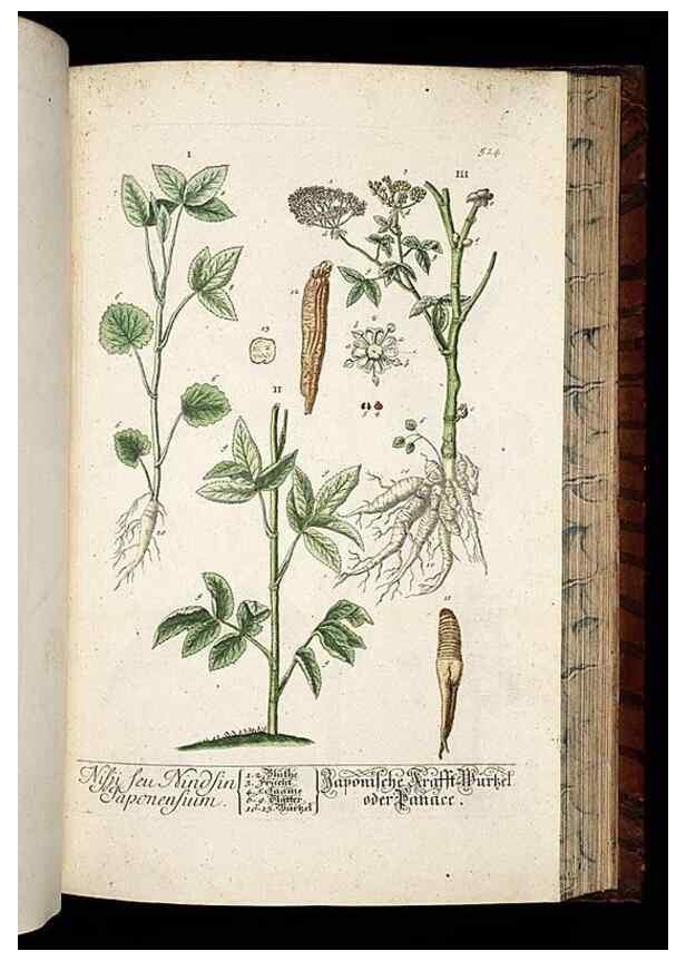 Reproducción/Reproduction 8430064182: Herbarium Blackwellianum emendatum et auctum, id est, Elisabethae Blackwell collectio stirpium. Norimbergae : Typis Io. Iosephi Fleischmanni, 1750-1773.