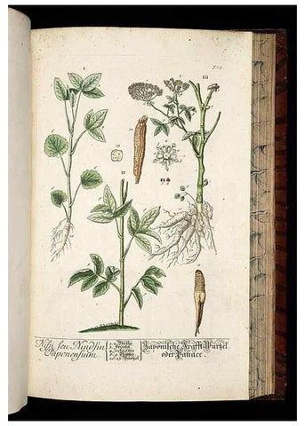 Reproducción/Reproduction 8430064182: Herbarium Blackwellianum emendatum et auctum, id est, Elisabethae Blackwell collectio stirpium. Norimbergae : Typis Io. Iosephi Fleischmanni, 1750-1773.