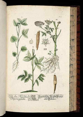 Reproducción/Reproduction 8430064182: Herbarium Blackwellianum emendatum et auctum, id est, Elisabethae Blackwell collectio stirpium. Norimbergae : Typis Io. Iosephi Fleischmanni, 1750-1773.