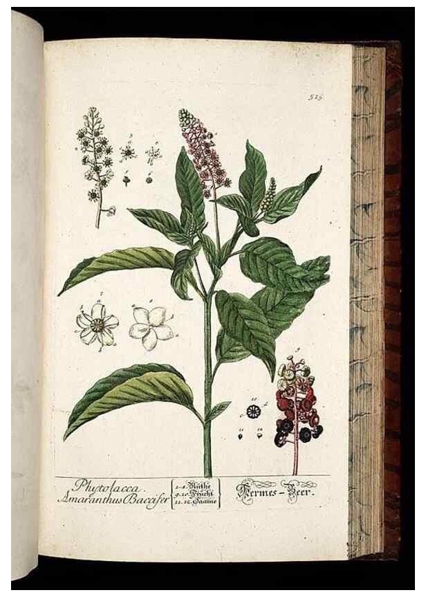 Reproducción/Reproduction 8430064294: Herbarium Blackwellianum emendatum et auctum, id est, Elisabethae Blackwell collectio stirpium. Norimbergae : Typis Io. Iosephi Fleischmanni, 1750-1773.