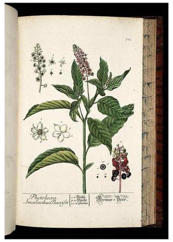 Reproducción/Reproduction 8430064294: Herbarium Blackwellianum emendatum et auctum, id est, Elisabethae Blackwell collectio stirpium. Norimbergae : Typis Io. Iosephi Fleischmanni, 1750-1773.