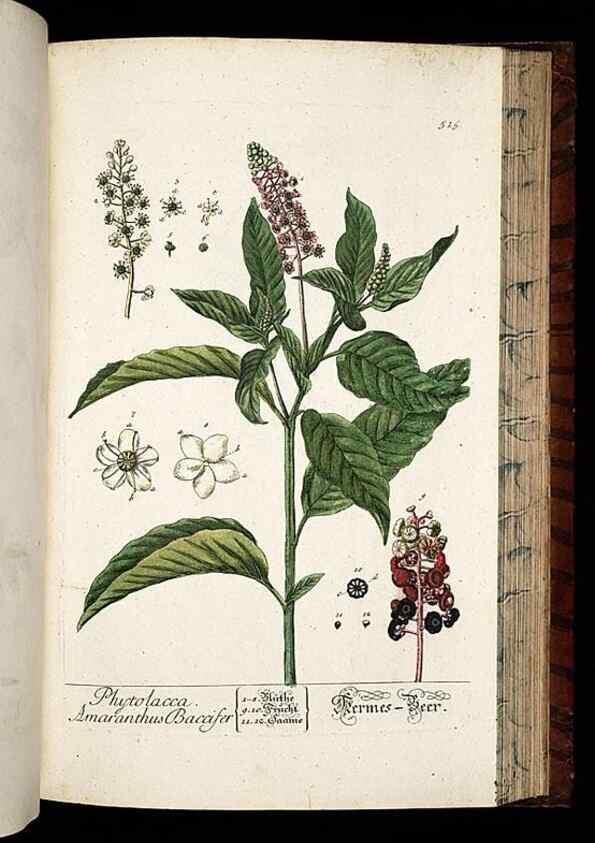 Reproducción/Reproduction 8430064294: Herbarium Blackwellianum emendatum et auctum, id est, Elisabethae Blackwell collectio stirpium. Norimbergae : Typis Io. Iosephi Fleischmanni, 1750-1773.