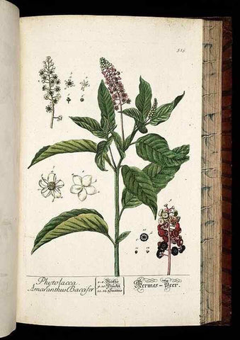 Reproducción/Reproduction 8430064294: Herbarium Blackwellianum emendatum et auctum, id est, Elisabethae Blackwell collectio stirpium. Norimbergae : Typis Io. Iosephi Fleischmanni, 1750-1773.