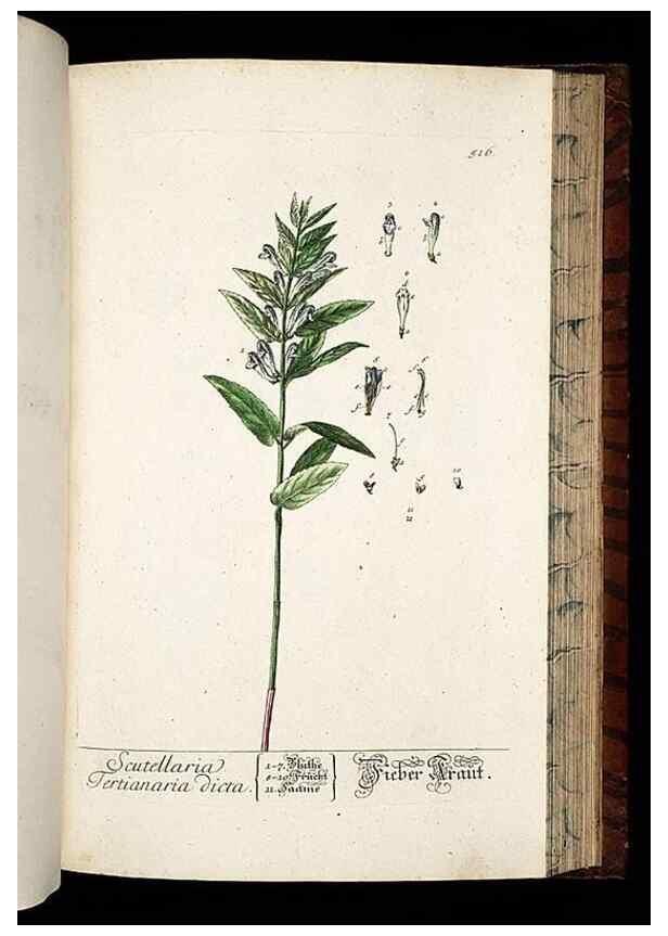 Reproducción/Reproduction 8430064528: Herbarium Blackwellianum emendatum et auctum, id est, Elisabethae Blackwell collectio stirpium. Norimbergae : Typis Io. Iosephi Fleischmanni, 1750-1773.