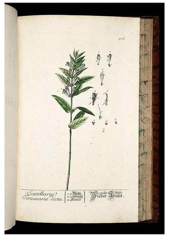 Reproducción/Reproduction 8430064528: Herbarium Blackwellianum emendatum et auctum, id est, Elisabethae Blackwell collectio stirpium. Norimbergae : Typis Io. Iosephi Fleischmanni, 1750-1773.