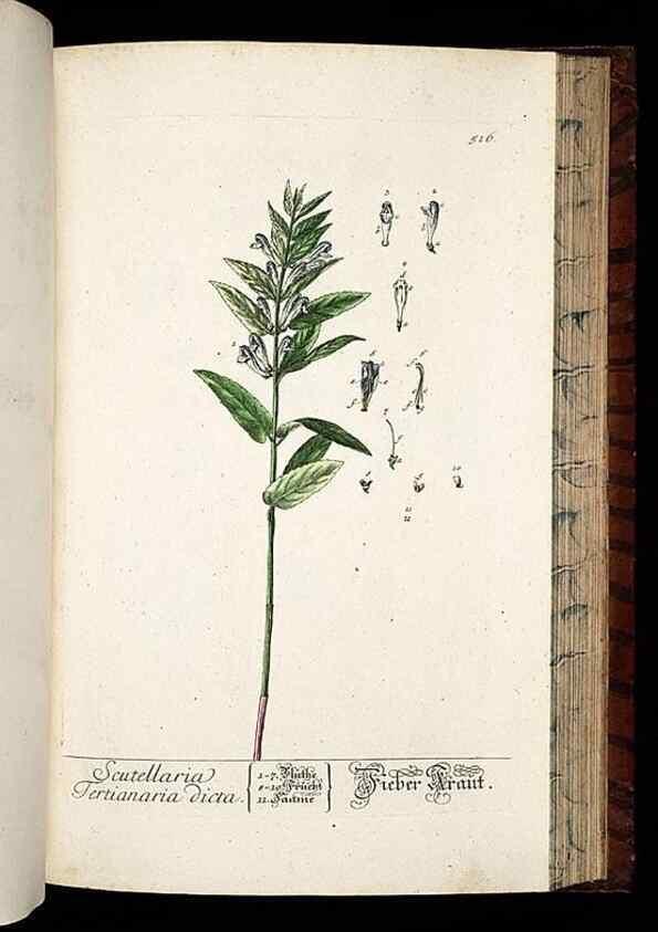 Reproducción/Reproduction 8430064528: Herbarium Blackwellianum emendatum et auctum, id est, Elisabethae Blackwell collectio stirpium. Norimbergae : Typis Io. Iosephi Fleischmanni, 1750-1773.