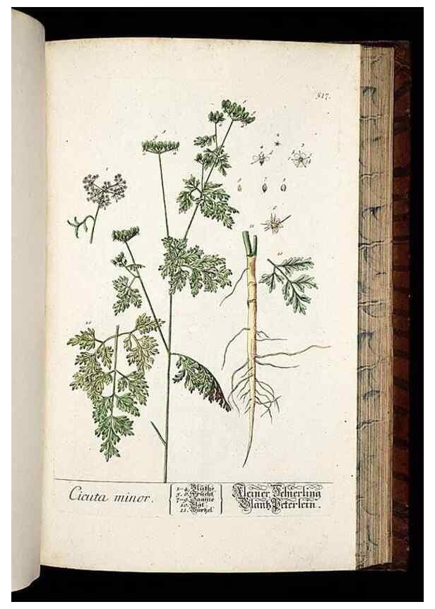 Reproducción/Reproduction 8428976575: Herbarium Blackwellianum emendatum et auctum, id est, Elisabethae Blackwell collectio stirpium. Norimbergae : Typis Io. Iosephi Fleischmanni, 1750-1773.