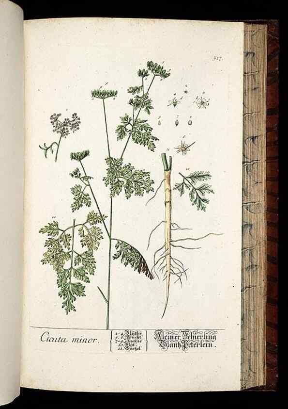 Reproducción/Reproduction 8428976575: Herbarium Blackwellianum emendatum et auctum, id est, Elisabethae Blackwell collectio stirpium. Norimbergae : Typis Io. Iosephi Fleischmanni, 1750-1773.