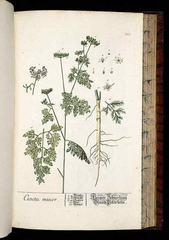 Reproducción/Reproduction 8428976575: Herbarium Blackwellianum emendatum et auctum, id est, Elisabethae Blackwell collectio stirpium. Norimbergae : Typis Io. Iosephi Fleischmanni, 1750-1773.