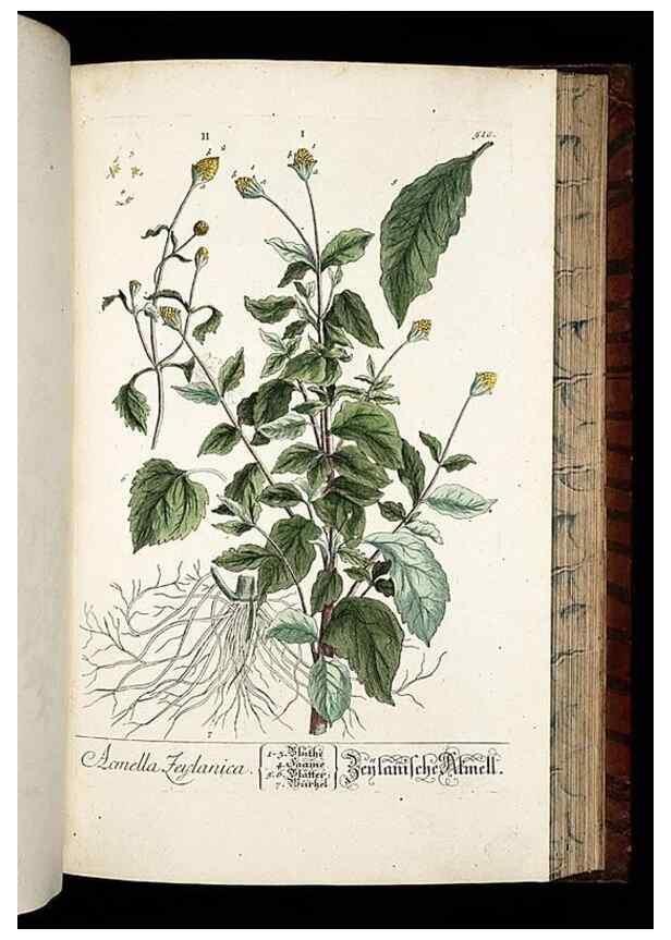 Reproducción/Reproduction 8430064880: Herbarium Blackwellianum emendatum et auctum, id est, Elisabethae Blackwell collectio stirpium. Norimbergae : Typis Io. Iosephi Fleischmanni, 1750-1773.