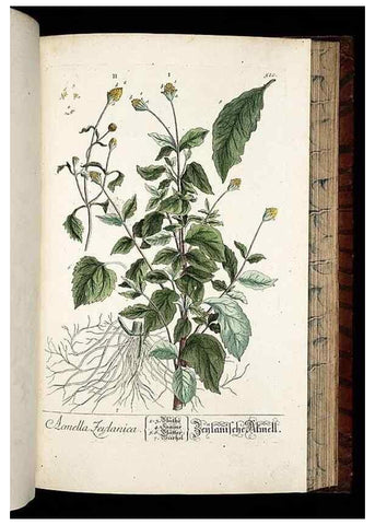 Reproducción/Reproduction 8430064880: Herbarium Blackwellianum emendatum et auctum, id est, Elisabethae Blackwell collectio stirpium. Norimbergae : Typis Io. Iosephi Fleischmanni, 1750-1773.