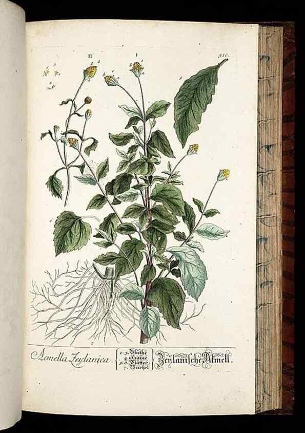Reproducción/Reproduction 8430064880: Herbarium Blackwellianum emendatum et auctum, id est, Elisabethae Blackwell collectio stirpium. Norimbergae : Typis Io. Iosephi Fleischmanni, 1750-1773.