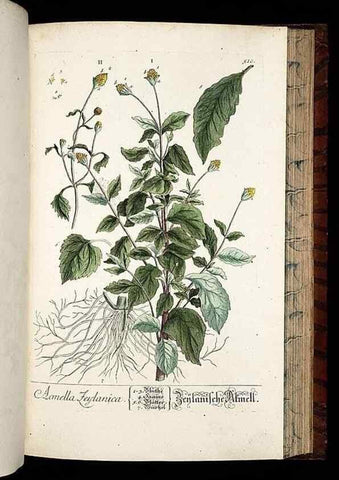 Reproducción/Reproduction 8430064880: Herbarium Blackwellianum emendatum et auctum, id est, Elisabethae Blackwell collectio stirpium. Norimbergae : Typis Io. Iosephi Fleischmanni, 1750-1773.