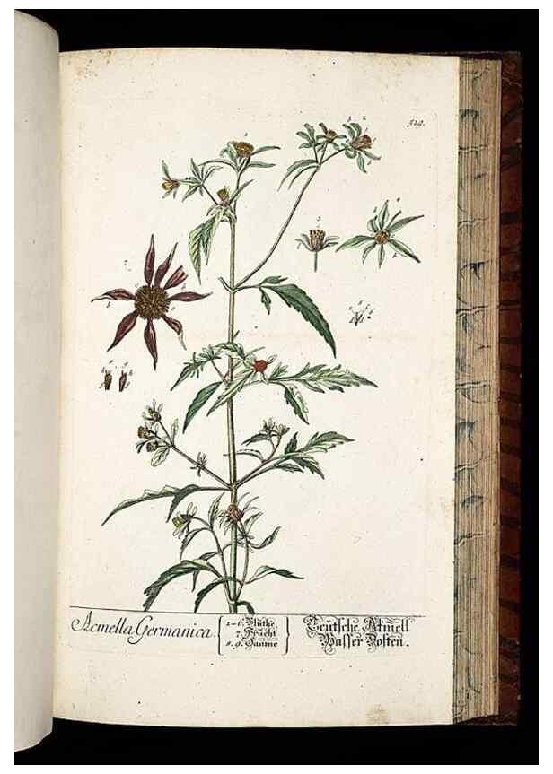 Reproducción/Reproduction 8430065006: Herbarium Blackwellianum emendatum et auctum, id est, Elisabethae Blackwell collectio stirpium. Norimbergae : Typis Io. Iosephi Fleischmanni, 1750-1773.
