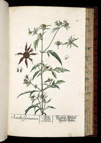 Reproducción/Reproduction 8430065006: Herbarium Blackwellianum emendatum et auctum, id est, Elisabethae Blackwell collectio stirpium. Norimbergae : Typis Io. Iosephi Fleischmanni, 1750-1773.