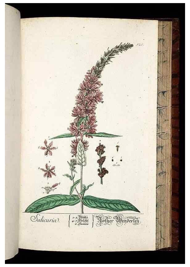 Reproducción/Reproduction 8430065214: Herbarium Blackwellianum emendatum et auctum, id est, Elisabethae Blackwell collectio stirpium. Norimbergae : Typis Io. Iosephi Fleischmanni, 1750-1773.