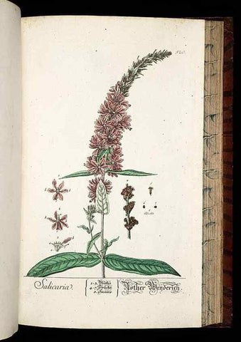Reproducción/Reproduction 8430065214: Herbarium Blackwellianum emendatum et auctum, id est, Elisabethae Blackwell collectio stirpium. Norimbergae : Typis Io. Iosephi Fleischmanni, 1750-1773.