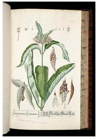 Reproducción/Reproduction 8430065426: Herbarium Blackwellianum emendatum et auctum, id est, Elisabethae Blackwell collectio stirpium. Norimbergae : Typis Io. Iosephi Fleischmanni, 1750-1773.