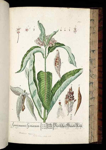 Reproducción/Reproduction 8430065426: Herbarium Blackwellianum emendatum et auctum, id est, Elisabethae Blackwell collectio stirpium. Norimbergae : Typis Io. Iosephi Fleischmanni, 1750-1773.