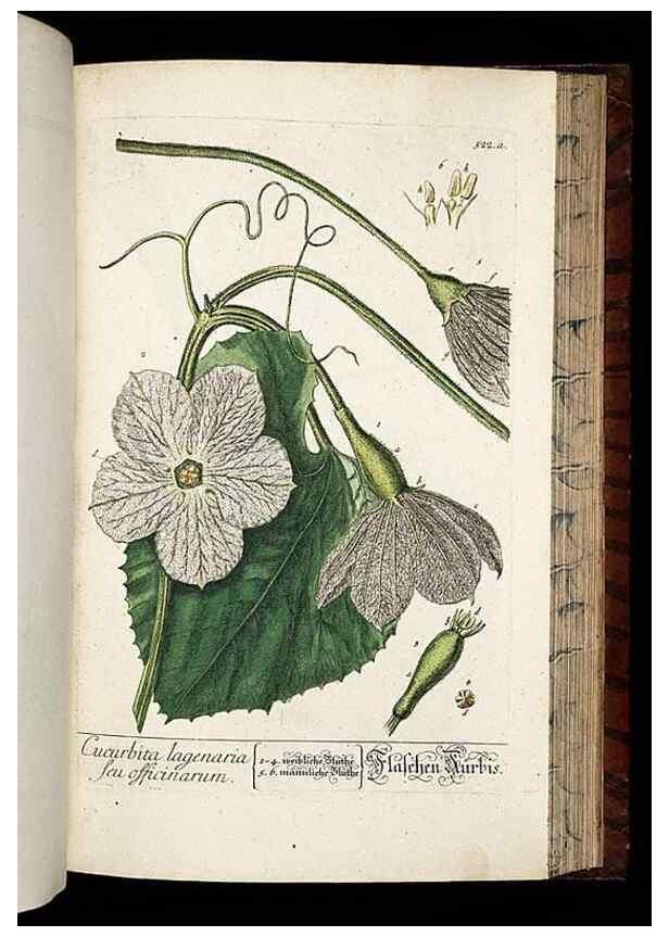 Reproducción/Reproduction 8428977487: Herbarium Blackwellianum emendatum et auctum, id est, Elisabethae Blackwell collectio stirpium. Norimbergae : Typis Io. Iosephi Fleischmanni, 1750-1773.