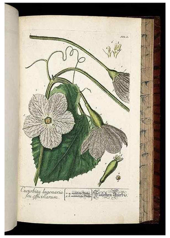 Reproducción/Reproduction 8428977487: Herbarium Blackwellianum emendatum et auctum, id est, Elisabethae Blackwell collectio stirpium. Norimbergae : Typis Io. Iosephi Fleischmanni, 1750-1773.