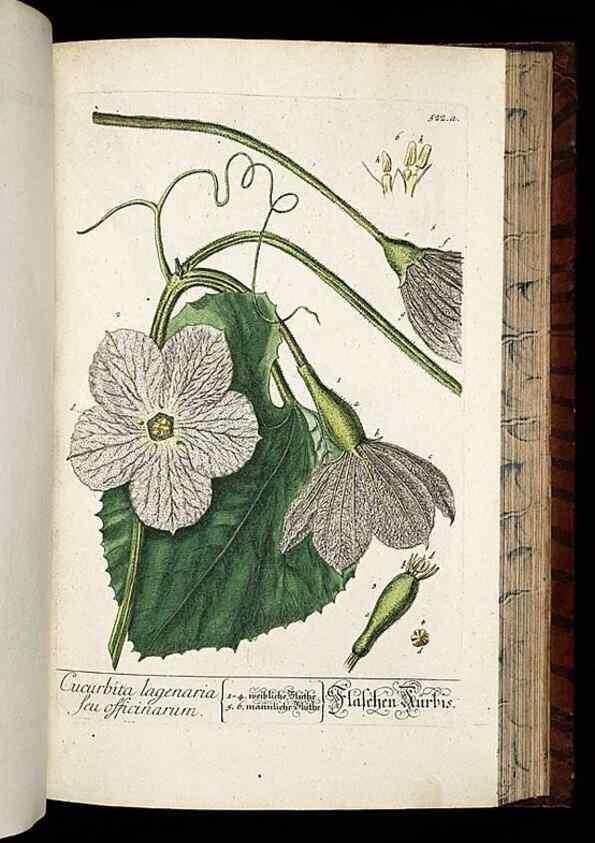 Reproducción/Reproduction 8428977487: Herbarium Blackwellianum emendatum et auctum, id est, Elisabethae Blackwell collectio stirpium. Norimbergae : Typis Io. Iosephi Fleischmanni, 1750-1773.