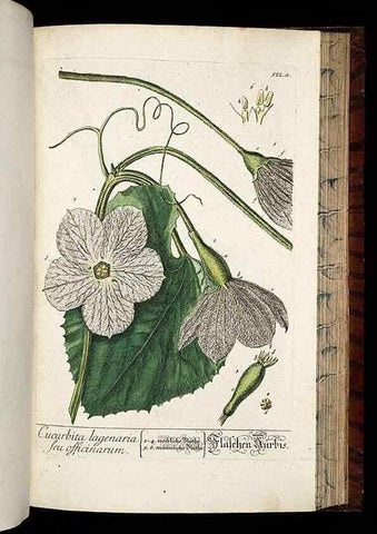 Reproducción/Reproduction 8428977487: Herbarium Blackwellianum emendatum et auctum, id est, Elisabethae Blackwell collectio stirpium. Norimbergae : Typis Io. Iosephi Fleischmanni, 1750-1773.