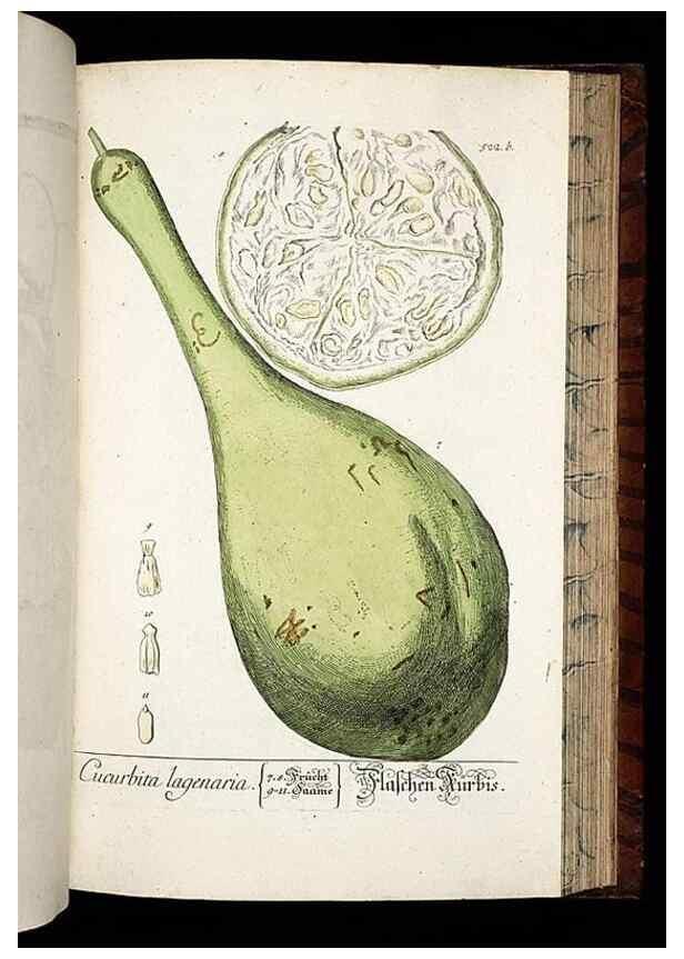 Reproducción/Reproduction 8428977791: Herbarium Blackwellianum emendatum et auctum, id est, Elisabethae Blackwell collectio stirpium. Norimbergae : Typis Io. Iosephi Fleischmanni, 1750-1773.