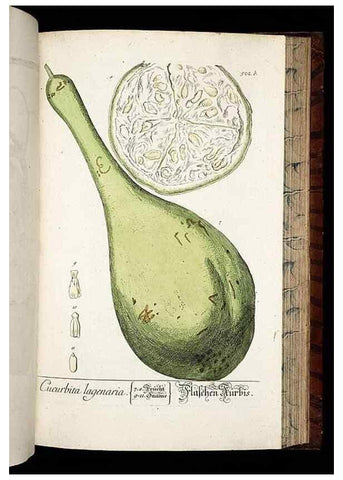 Reproducción/Reproduction 8428977791: Herbarium Blackwellianum emendatum et auctum, id est, Elisabethae Blackwell collectio stirpium. Norimbergae : Typis Io. Iosephi Fleischmanni, 1750-1773.