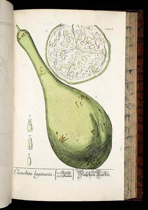 Reproducción/Reproduction 8428977791: Herbarium Blackwellianum emendatum et auctum, id est, Elisabethae Blackwell collectio stirpium. Norimbergae : Typis Io. Iosephi Fleischmanni, 1750-1773.