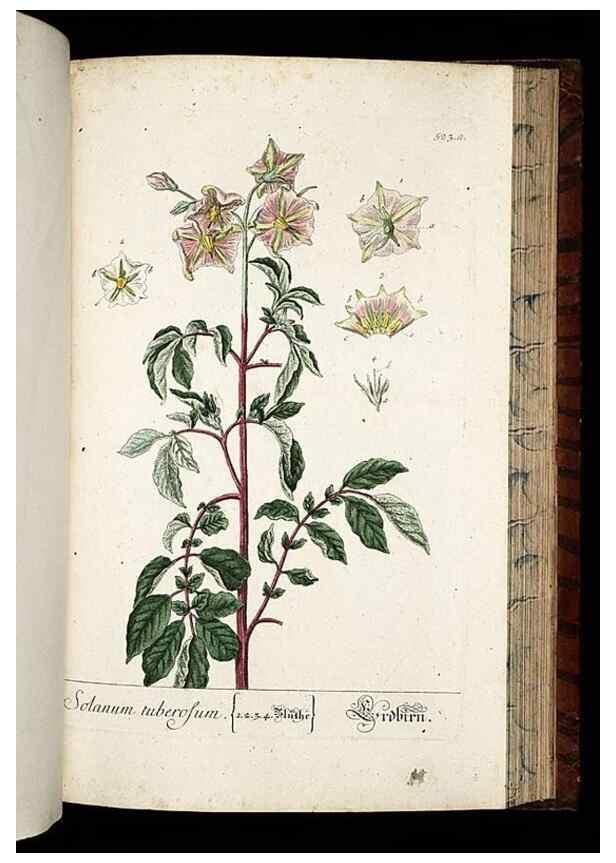 Reproducción/Reproduction 8430066106: Herbarium Blackwellianum emendatum et auctum, id est, Elisabethae Blackwell collectio stirpium. Norimbergae : Typis Io. Iosephi Fleischmanni, 1750-1773.