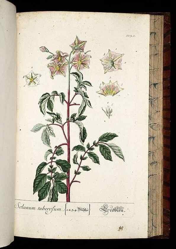Reproducción/Reproduction 8430066106: Herbarium Blackwellianum emendatum et auctum, id est, Elisabethae Blackwell collectio stirpium. Norimbergae : Typis Io. Iosephi Fleischmanni, 1750-1773.