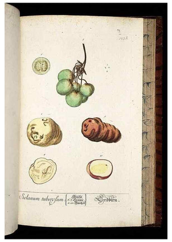 Reproducción/Reproduction 8430066314: Herbarium Blackwellianum emendatum et auctum, id est, Elisabethae Blackwell collectio stirpium. Norimbergae : Typis Io. Iosephi Fleischmanni, 1750-1773.