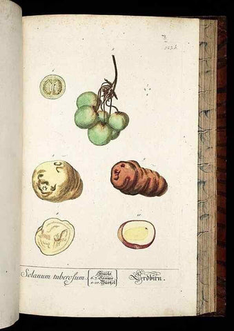 Reproducción/Reproduction 8430066314: Herbarium Blackwellianum emendatum et auctum, id est, Elisabethae Blackwell collectio stirpium. Norimbergae : Typis Io. Iosephi Fleischmanni, 1750-1773.