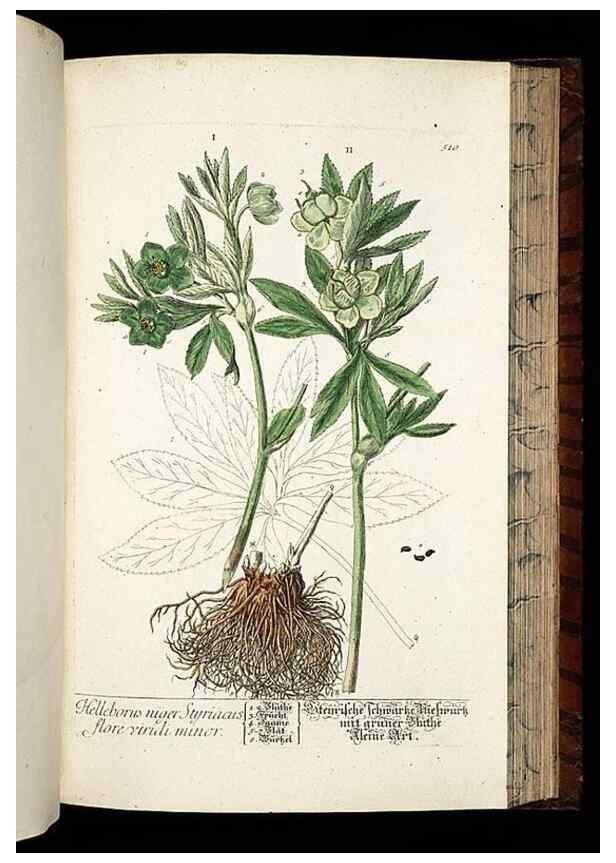 Reproducción/Reproduction 8428974995: Herbarium Blackwellianum emendatum et auctum, id est, Elisabethae Blackwell collectio stirpium. Norimbergae : Typis Io. Iosephi Fleischmanni, 1750-1773.