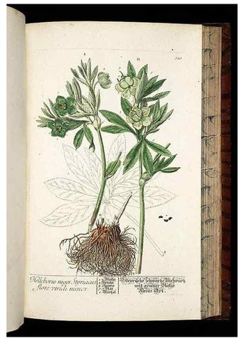 Reproducción/Reproduction 8428974995: Herbarium Blackwellianum emendatum et auctum, id est, Elisabethae Blackwell collectio stirpium. Norimbergae : Typis Io. Iosephi Fleischmanni, 1750-1773.