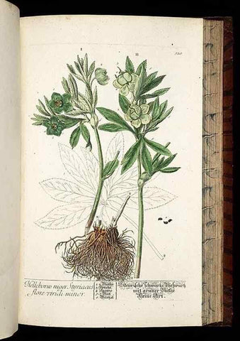 Reproducción/Reproduction 8428974995: Herbarium Blackwellianum emendatum et auctum, id est, Elisabethae Blackwell collectio stirpium. Norimbergae : Typis Io. Iosephi Fleischmanni, 1750-1773.