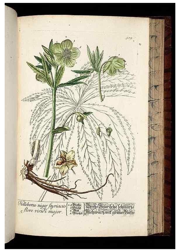Reproducción/Reproduction 8428974865: Herbarium Blackwellianum emendatum et auctum, id est, Elisabethae Blackwell collectio stirpium. Norimbergae : Typis Io. Iosephi Fleischmanni, 1750-1773.