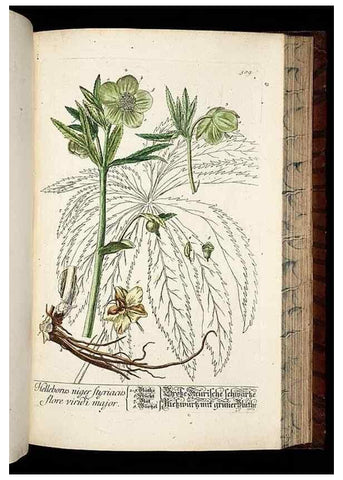 Reproducción/Reproduction 8428974865: Herbarium Blackwellianum emendatum et auctum, id est, Elisabethae Blackwell collectio stirpium. Norimbergae : Typis Io. Iosephi Fleischmanni, 1750-1773.