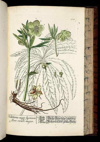 Reproducción/Reproduction 8428974865: Herbarium Blackwellianum emendatum et auctum, id est, Elisabethae Blackwell collectio stirpium. Norimbergae : Typis Io. Iosephi Fleischmanni, 1750-1773.