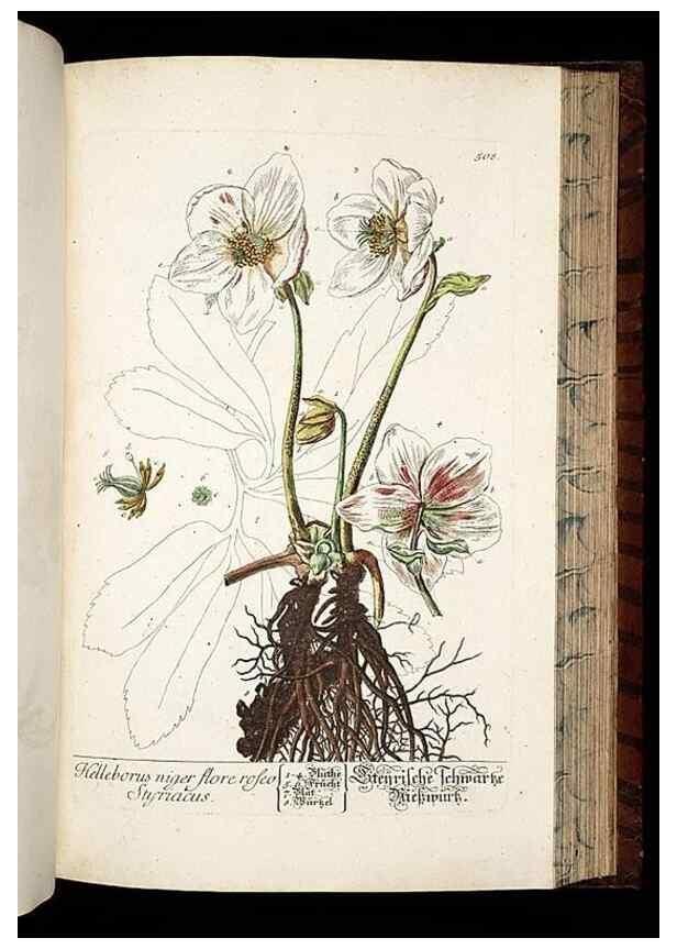 Reproducción/Reproduction 8430062916: Herbarium Blackwellianum emendatum et auctum, id est, Elisabethae Blackwell collectio stirpium. Norimbergae : Typis Io. Iosephi Fleischmanni, 1750-1773.